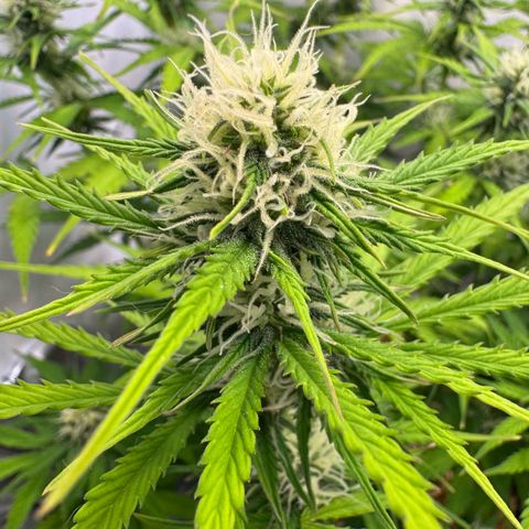 Watermelon Auto #2 growlog timeline photo