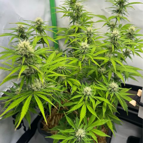 Watermelon Auto #2 growlog timeline photo
