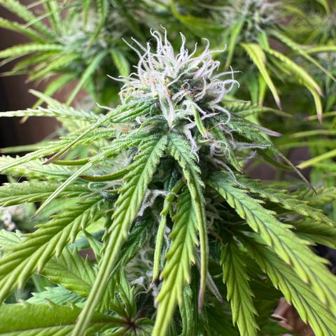 Watermelon Auto #1 growlog timeline photo