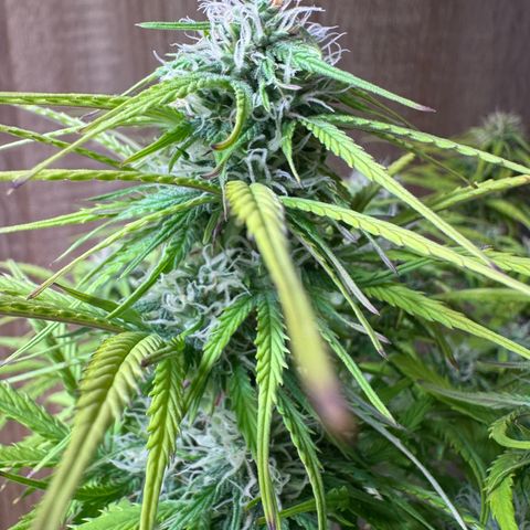 Watermelon Auto #1 growlog timeline photo
