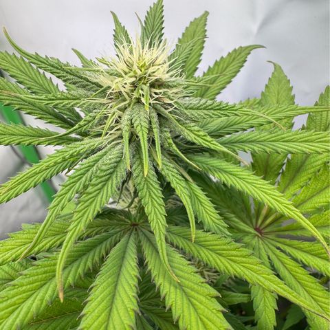 Ice Cream Cake FF #2 growlog timeline photo