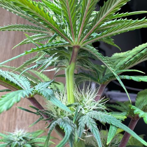 Ice Cream Cake FF #2 growlog timeline photo