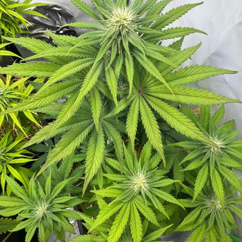 Ice Cream Cake FF #2 growlog timeline photo