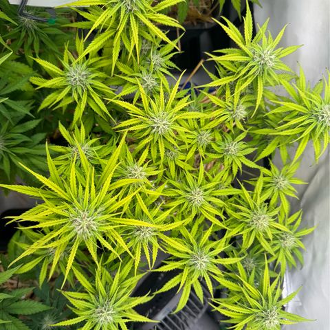 Watermelon Auto #1 growlog timeline photo