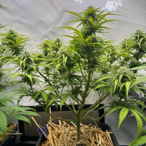 Watermelon Auto #1 growlog timeline photo