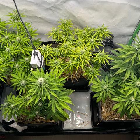 Watermelon Auto #2 growlog timeline photo