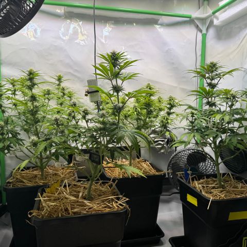Watermelon Auto #2 growlog timeline photo