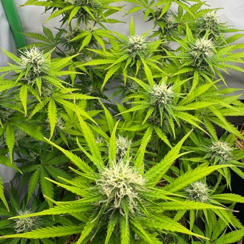 Watermelon Auto #2 growlog timeline photo