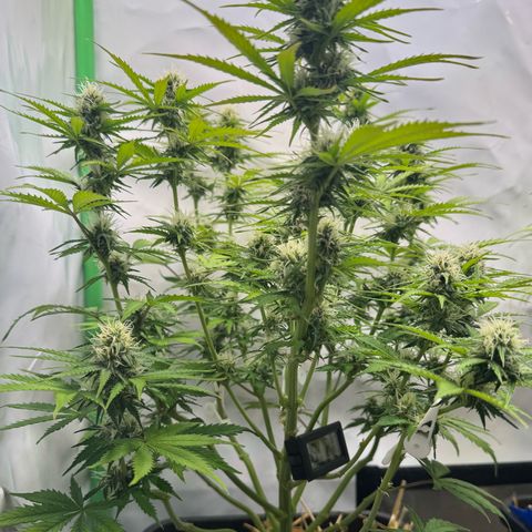 Watermelon Auto #2 growlog timeline photo