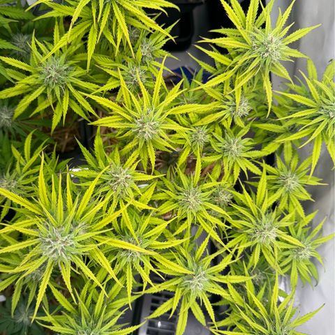 Watermelon Auto #1 growlog timeline photo
