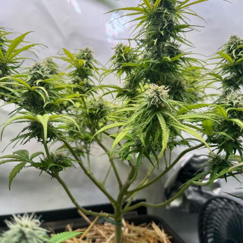 Watermelon Auto #1 growlog timeline photo