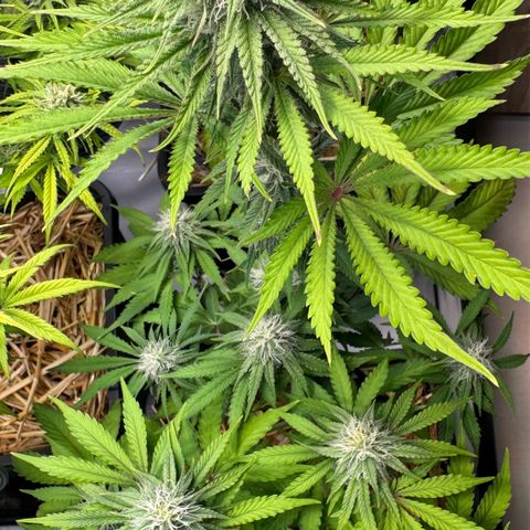 Ice Cream Cake FF #1 growlog timeline photo