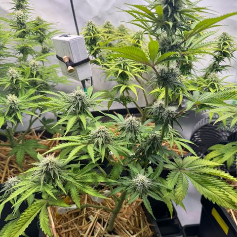 Ice Cream Cake FF #1 growlog timeline photo