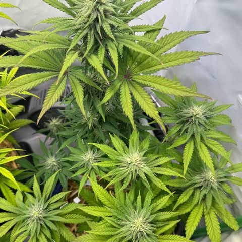 Ice Cream Cake FF #2 growlog timeline photo