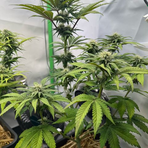 Ice Cream Cake FF #2 growlog timeline photo