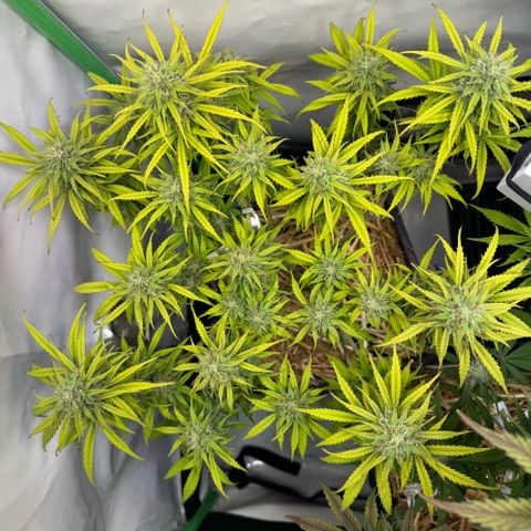 Watermelon Auto #1 growlog timeline photo