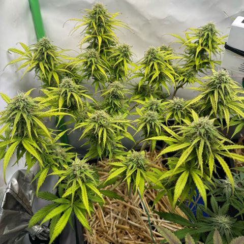 Watermelon Auto #1 growlog timeline photo