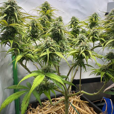 Watermelon Auto #1 growlog timeline photo