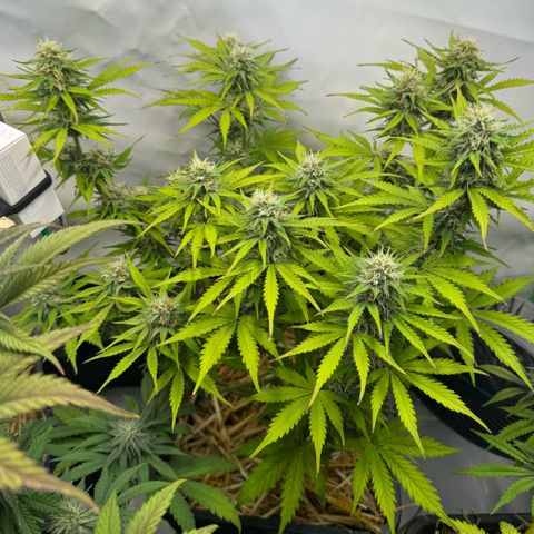 Watermelon Auto #2 growlog timeline photo