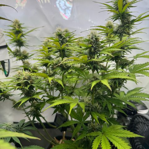Watermelon Auto #2 growlog timeline photo