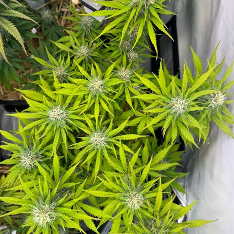 Watermelon Auto #2 growlog timeline photo