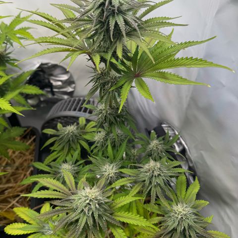 Ice Cream Cake FF #1 growlog timeline photo