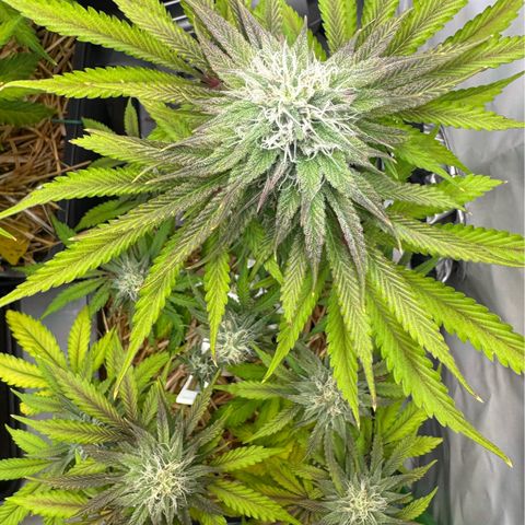 Ice Cream Cake FF #1 growlog timeline photo
