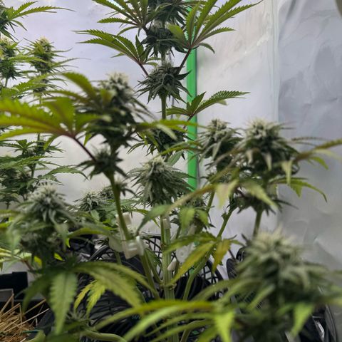 Ice Cream Cake FF #1 growlog timeline photo
