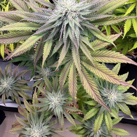 Ice Cream Cake FF #2 growlog timeline photo