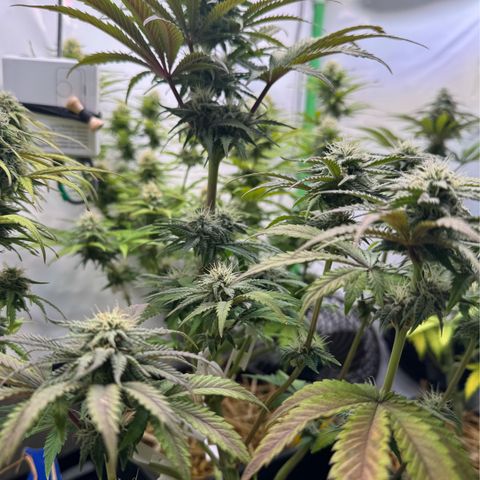 Ice Cream Cake FF #2 growlog timeline photo