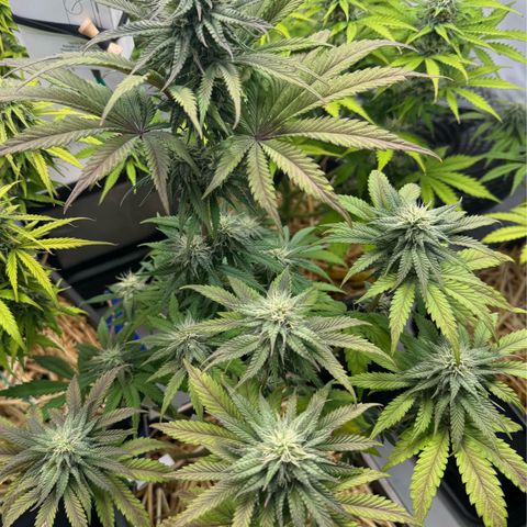 Ice Cream Cake FF #2 growlog timeline photo