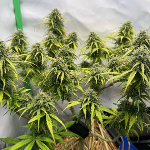 Watermelon Auto #1 growlog timeline photo