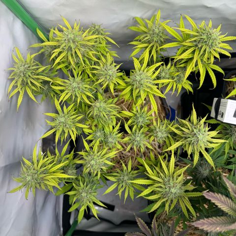 Watermelon Auto #1 growlog timeline photo