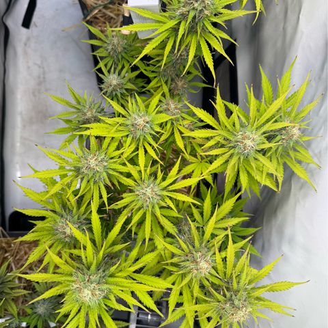 Watermelon Auto #2 growlog timeline photo