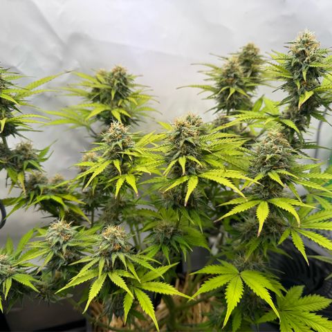 Watermelon Auto #2 growlog timeline photo