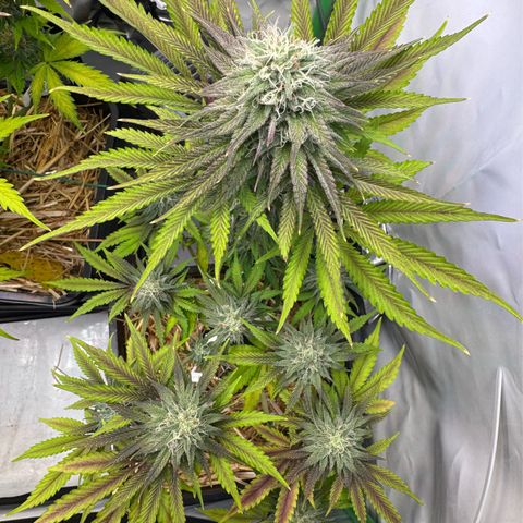 Ice Cream Cake FF #1 growlog timeline photo