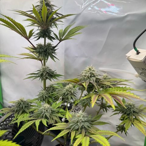Ice Cream Cake FF #1 growlog timeline photo