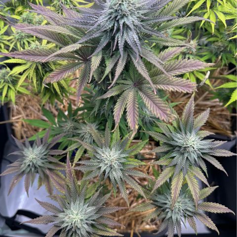 Ice Cream Cake FF #2 growlog timeline photo