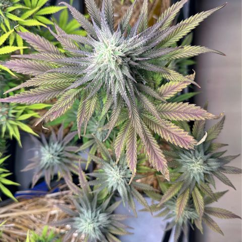 Ice Cream Cake FF #2 growlog timeline photo