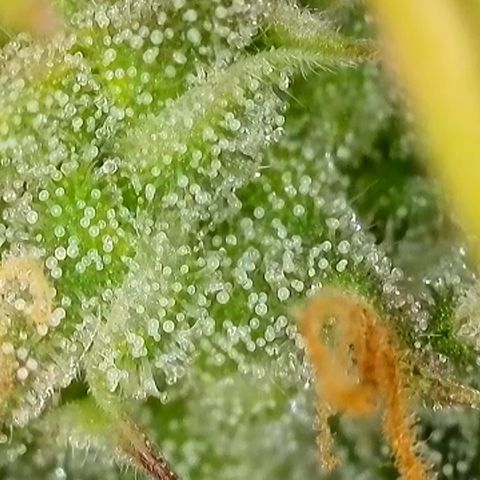 Watermelon Auto #1 growlog timeline photo