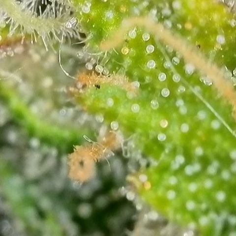 Watermelon Auto #1 growlog timeline photo