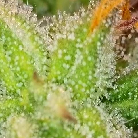 Watermelon Auto #1 growlog timeline photo