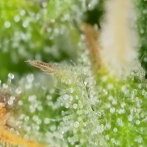 Watermelon Auto #1 growlog timeline photo