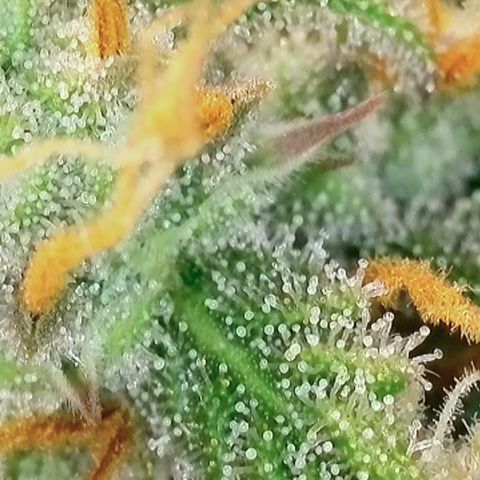 Watermelon Auto #2 growlog timeline photo