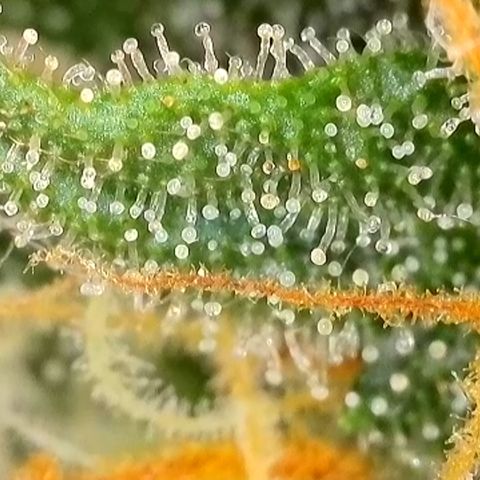 Watermelon Auto #2 growlog timeline photo