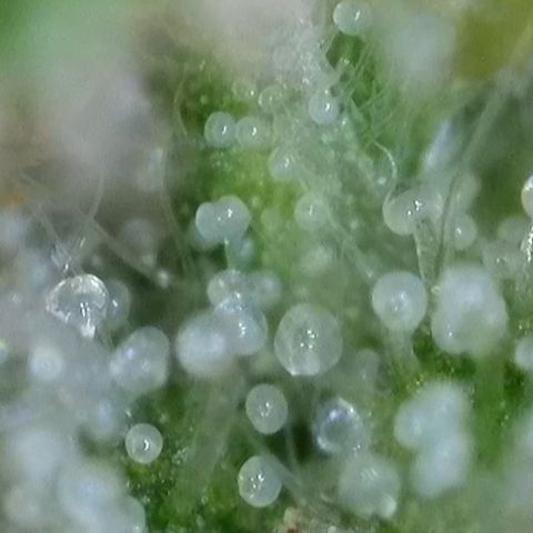 Watermelon Auto #2 growlog timeline photo