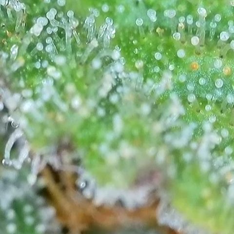 Watermelon Auto #2 growlog timeline photo