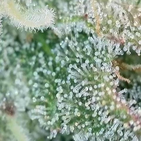Ice Cream Cake FF #2 growlog timeline photo