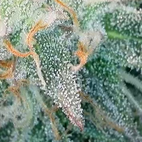 Ice Cream Cake FF #2 growlog timeline photo
