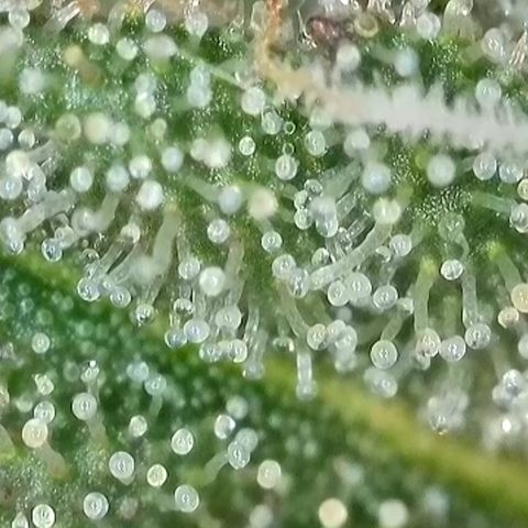 Ice Cream Cake FF #2 growlog timeline photo